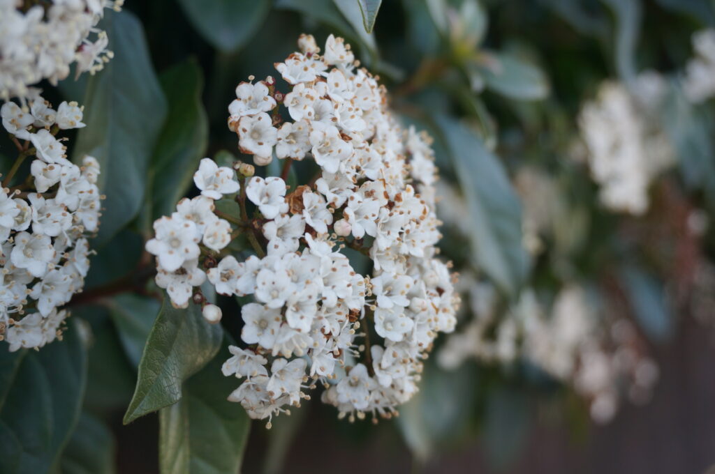 Weiße Blüten