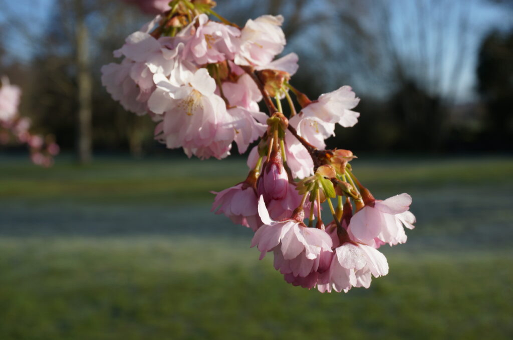 Kirschblüten