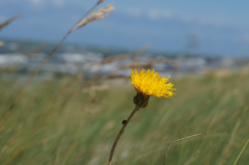 Gelbe Blume auf den Dünen